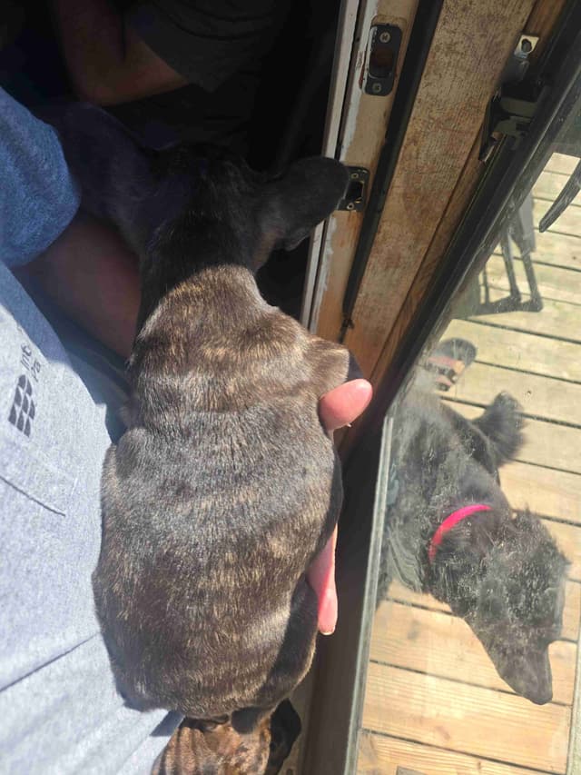 French Bulldog Puppy media 5
