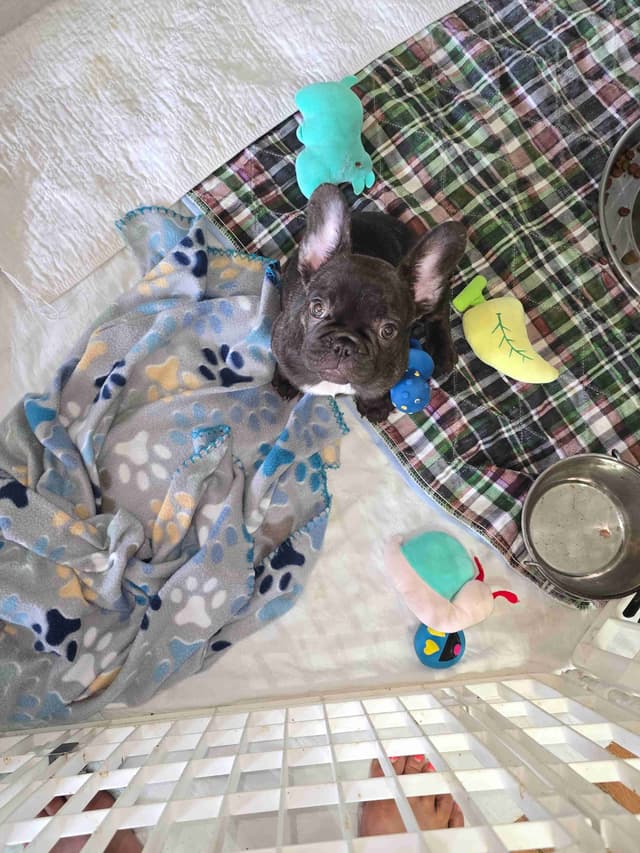French Bulldog Puppy media 7