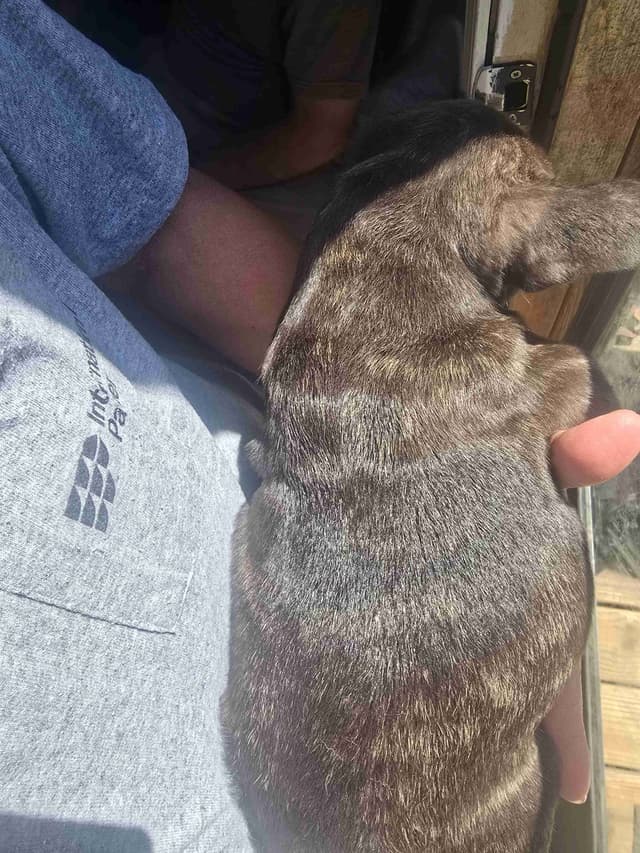 French Bulldog Puppy media 8