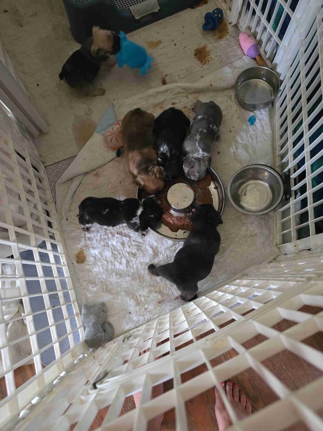 French Bulldog Puppy media 9