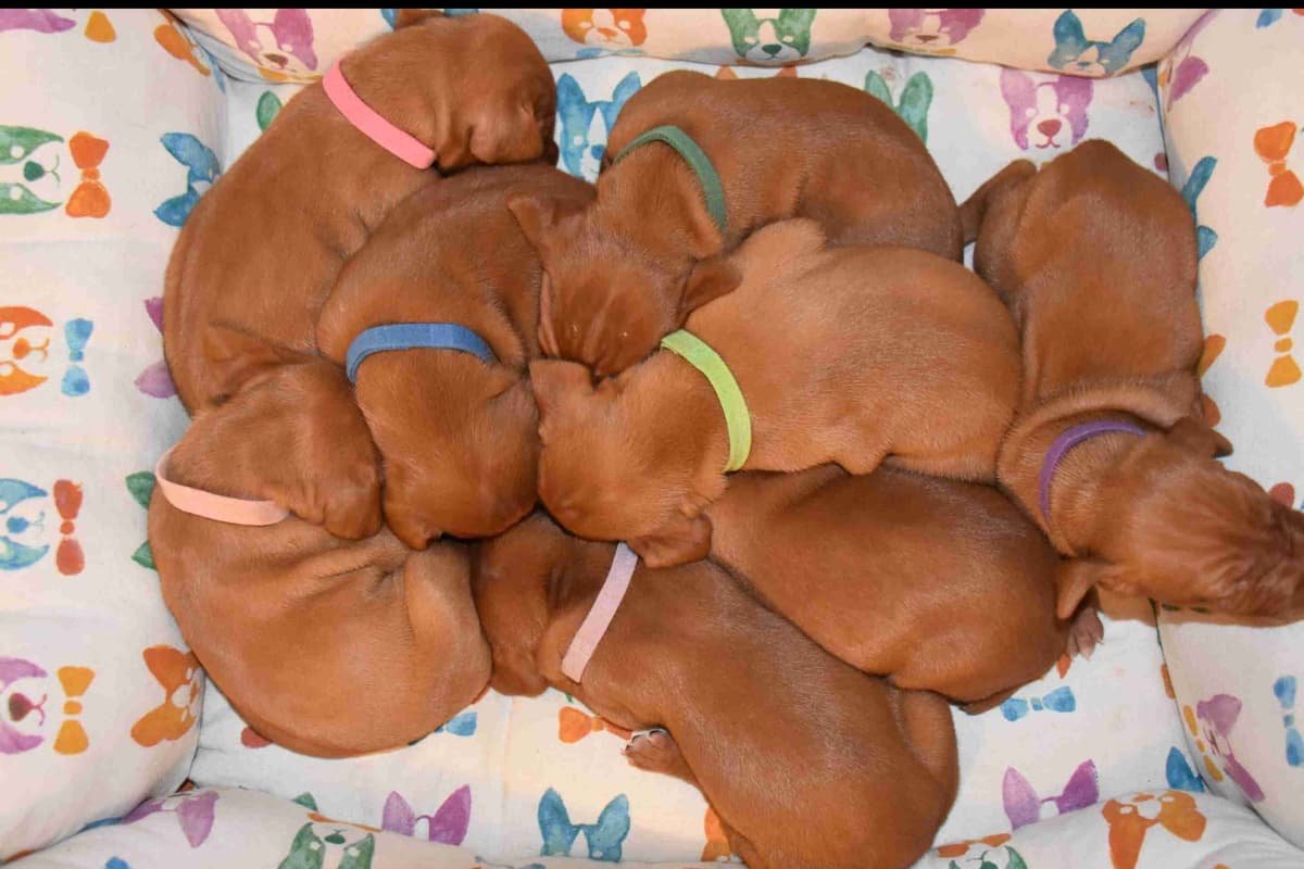 Vizsla Puppies breeder image 1