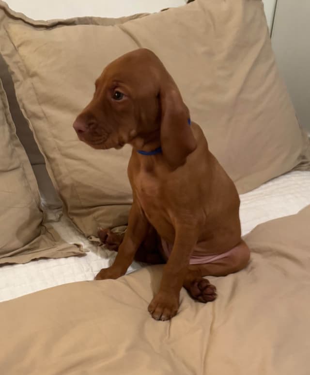 Vizsla Puppies media 2