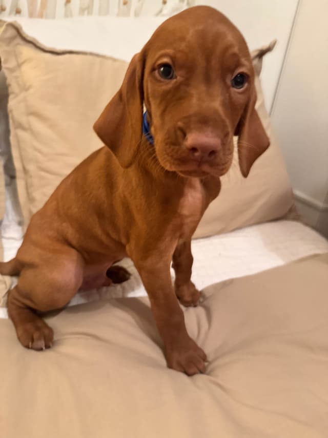 Vizsla Puppies media 3