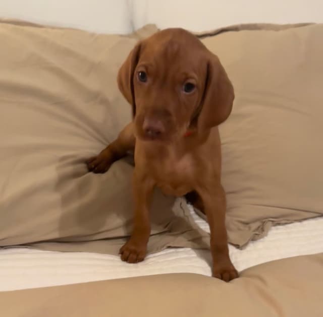 Vizsla Puppies media 5
