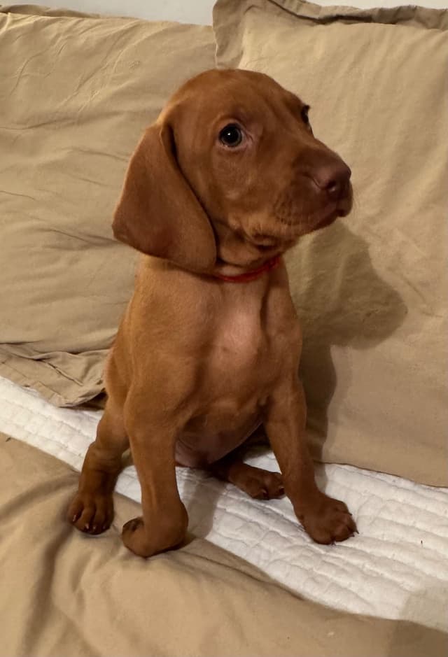 Vizsla Puppies media 4