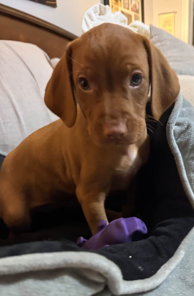 Vizsla Puppies media 6