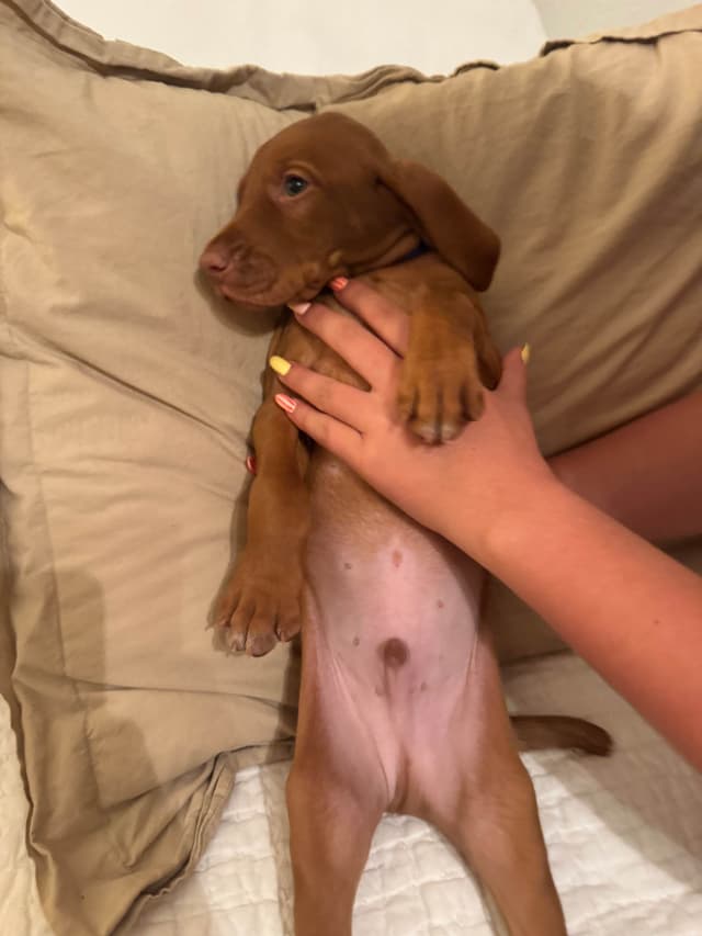 Vizsla Puppies media 7