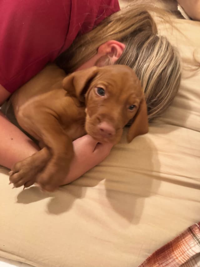 Vizsla Puppies media 8