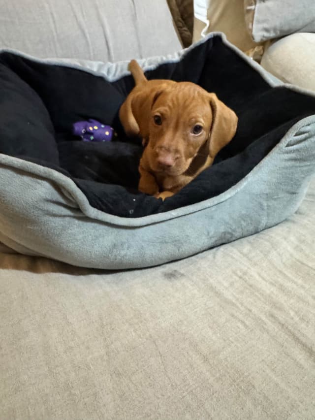 Vizsla Puppies media 9