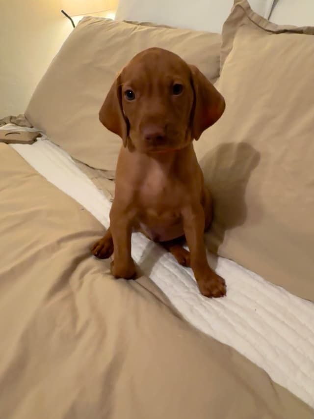 Vizsla Puppies media 10