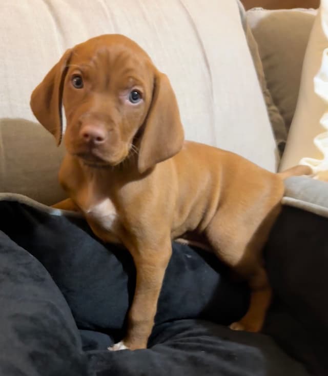 Vizsla Puppies media 11