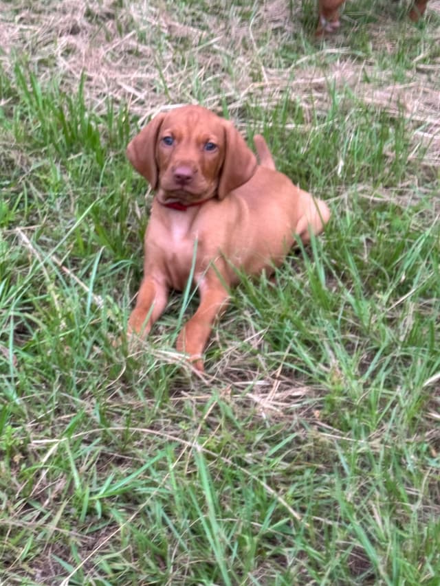 Vizsla Puppies media 12