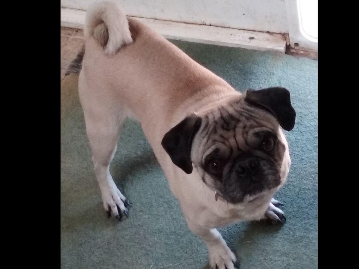 Pug Puppies breeder image 8