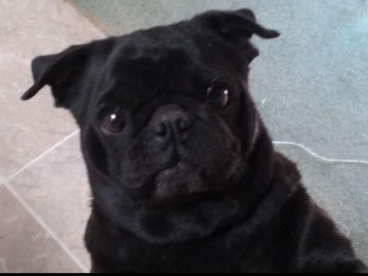 Pug Puppies breeder image 1