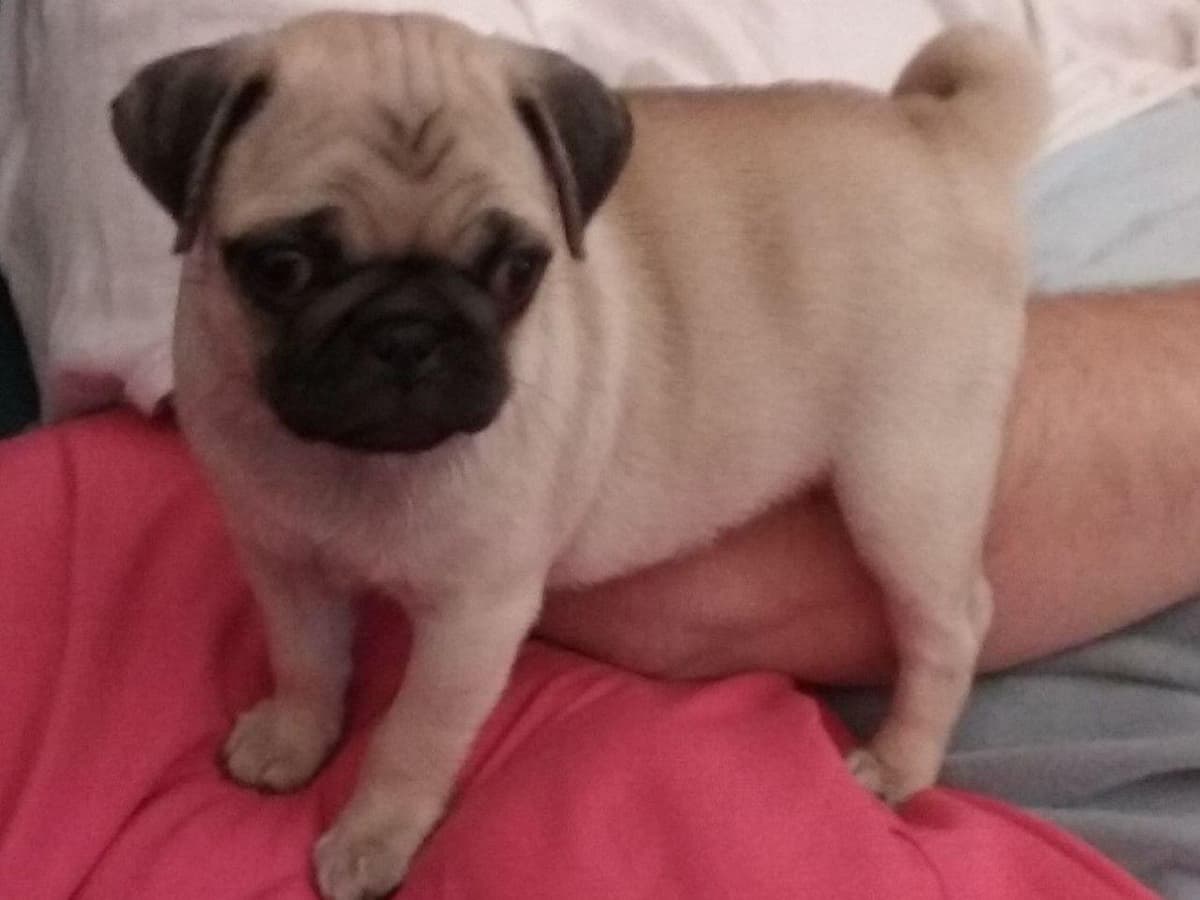 Pug Puppies breeder image 7