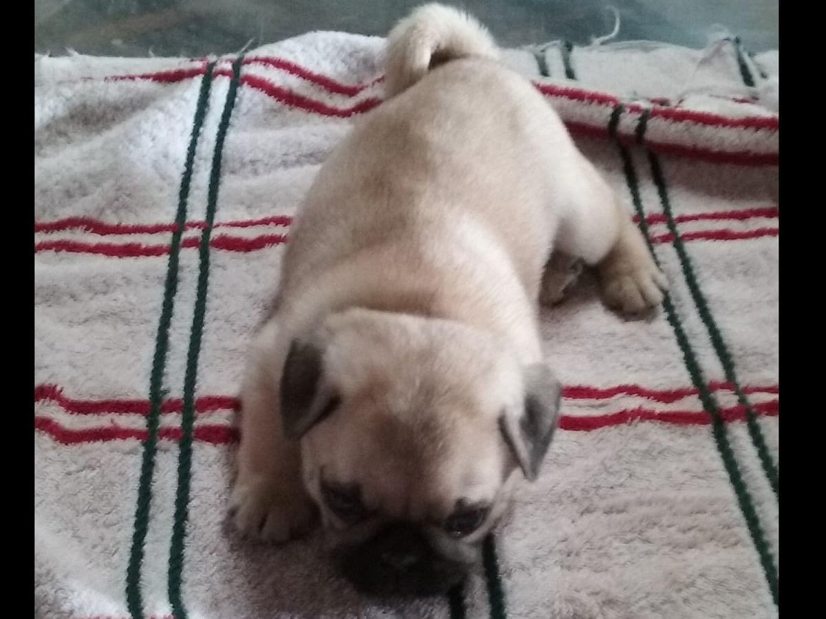 Pug Puppies breeder image 6
