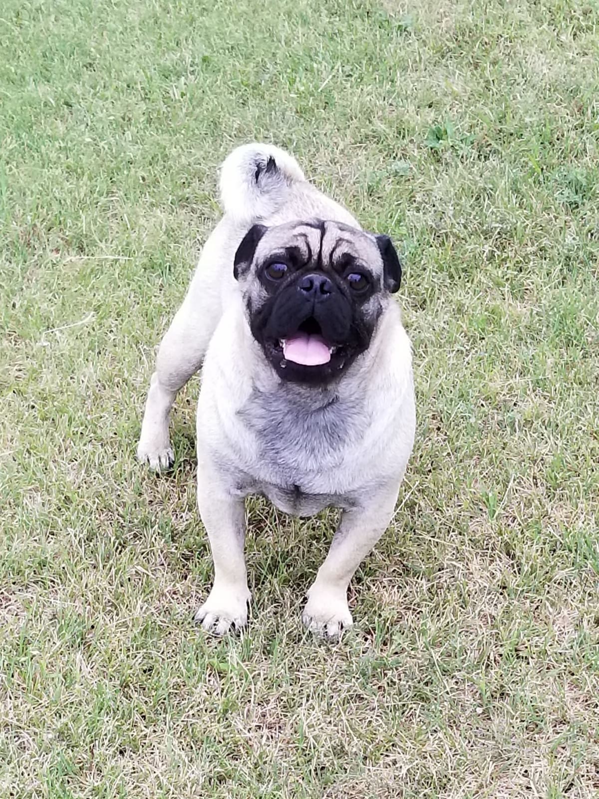 Pug Puppies breeder image 4