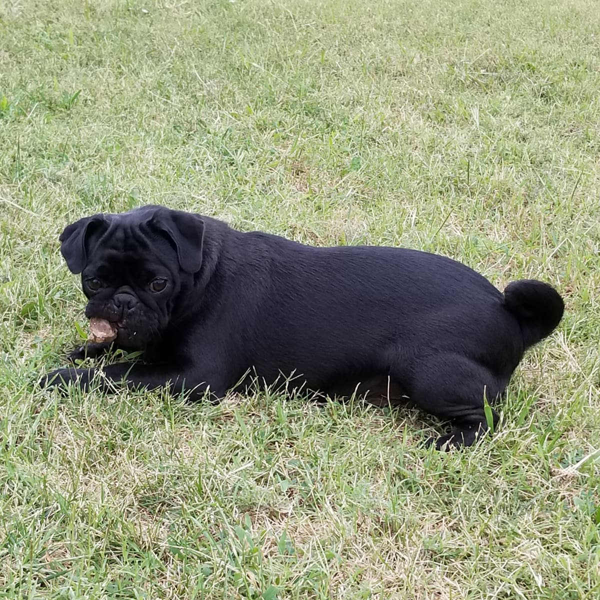 Pug Puppies breeder image 3