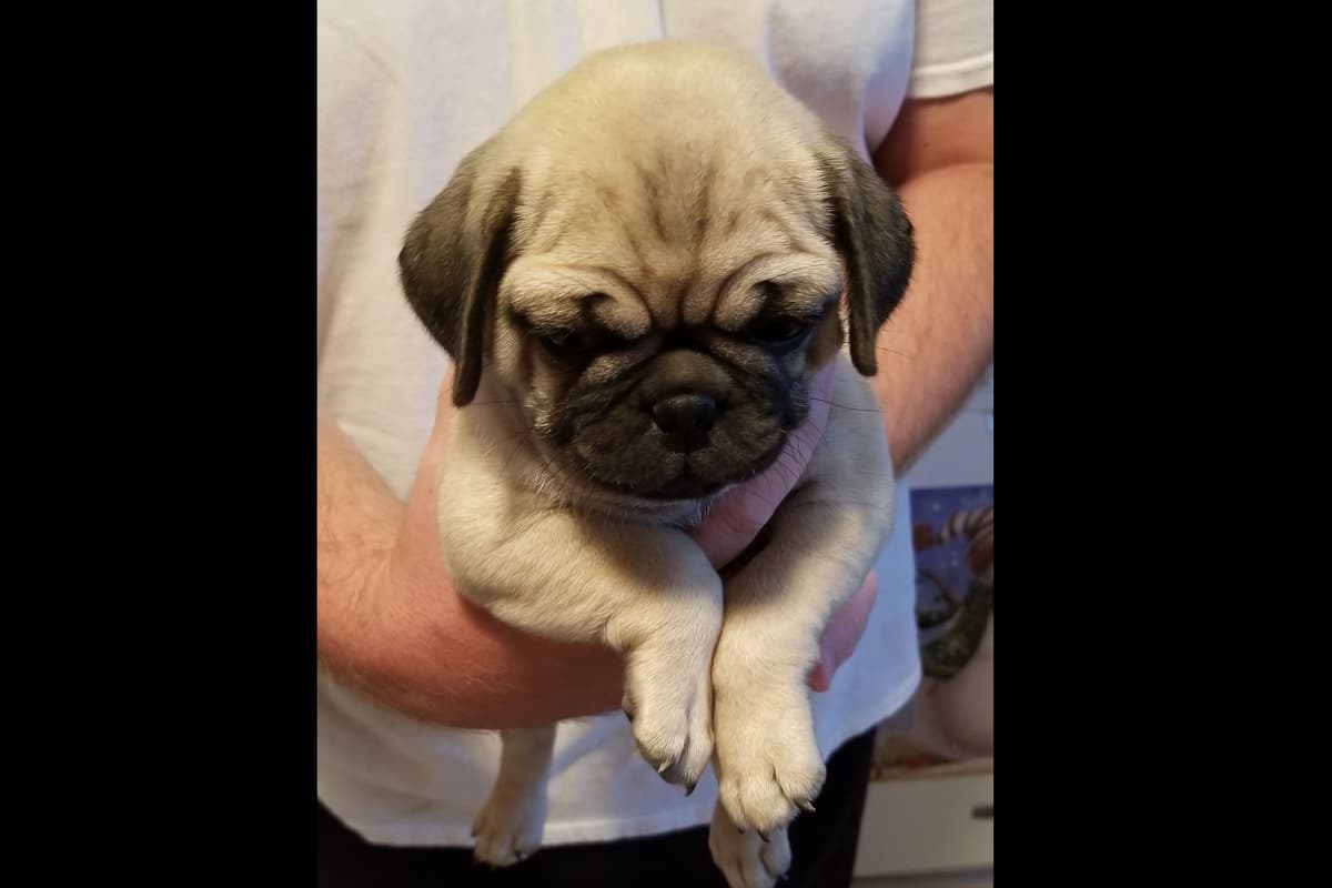 Pug Puppies breeder image 5