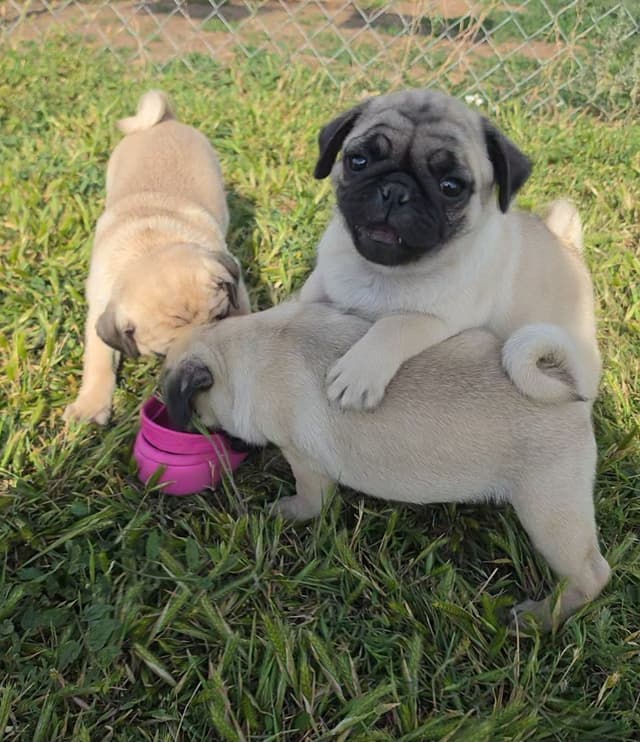 Pug Puppies media 7