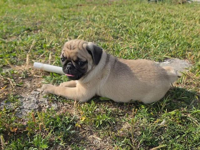 Pug Puppies media 6