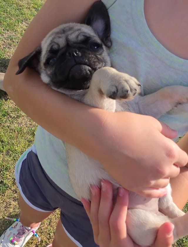 Pug Puppies media 8