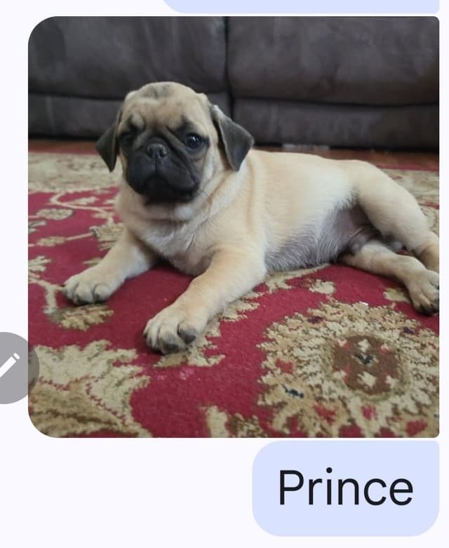 Pug Puppies media 2