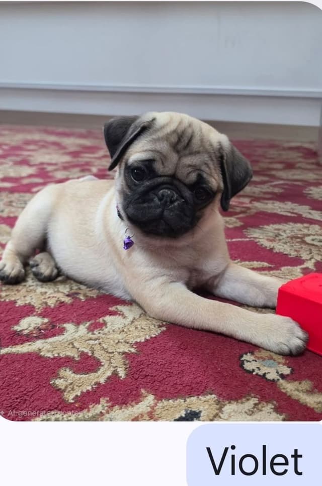 Pug Puppies media 4