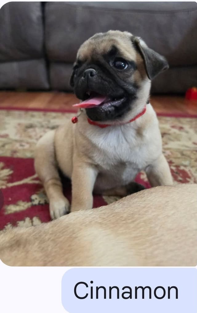 Pug Puppies media 5