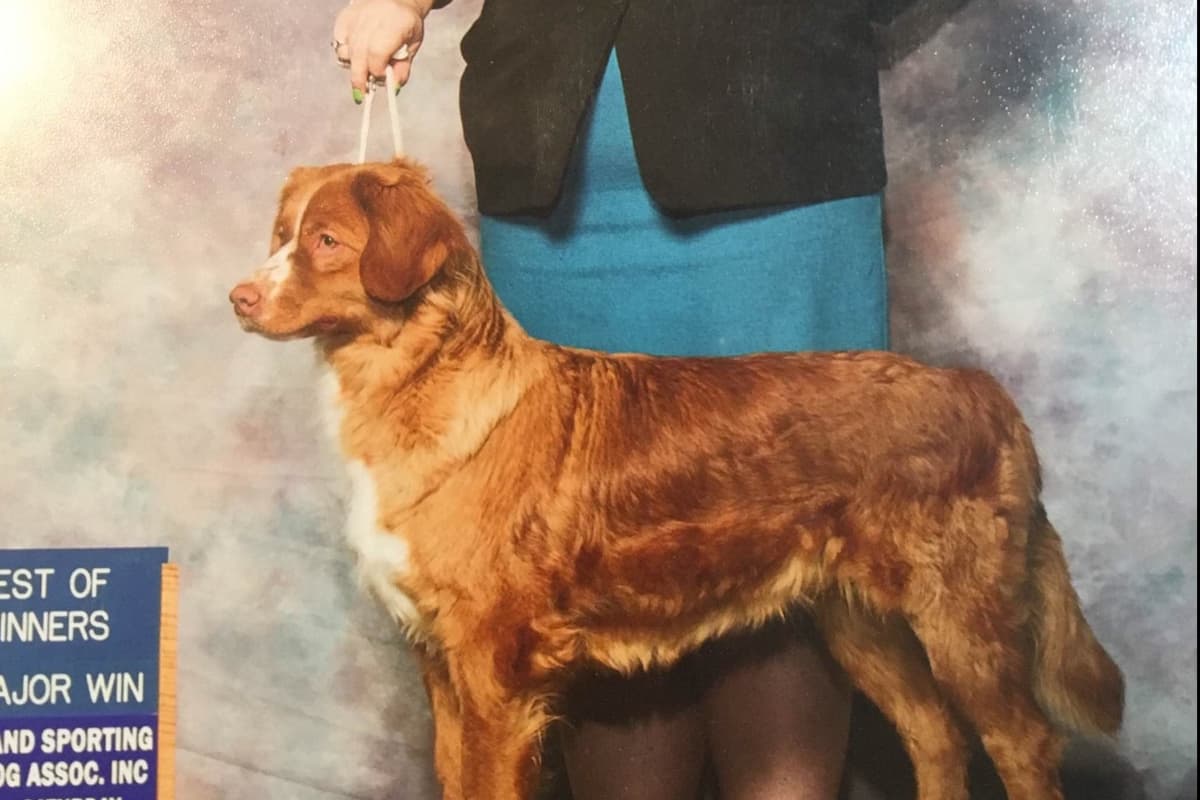 Nova Scotia Duck Tolling Retriever Puppies breeder image 1