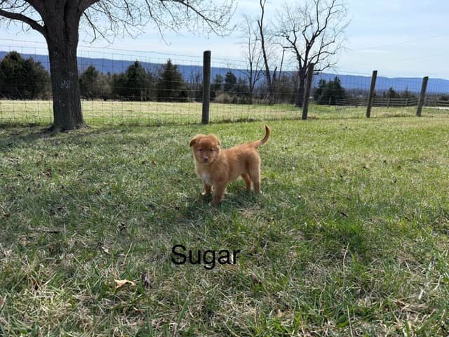 Nova Scotia Duck Tolling Retriever Puppies media 2