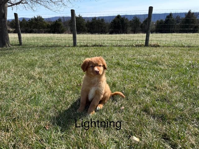 Nova Scotia Duck Tolling Retriever Puppies media 3