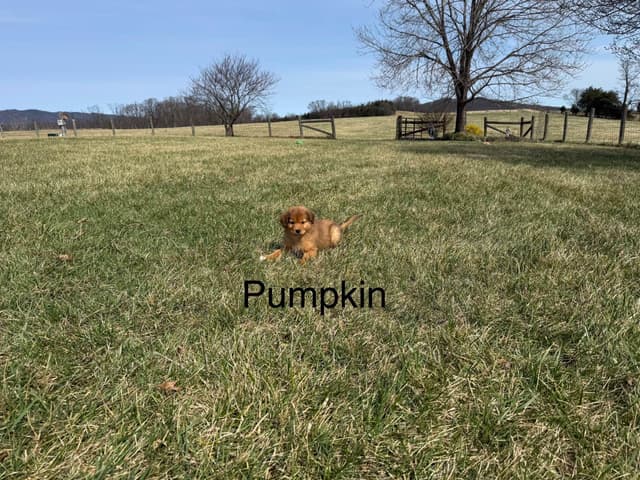 Nova Scotia Duck Tolling Retriever Puppies media 4