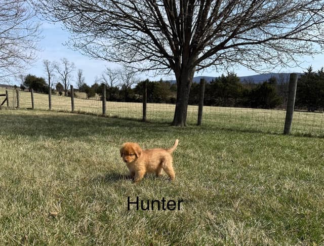 Nova Scotia Duck Tolling Retriever Puppies media 6