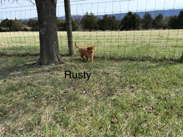 Nova Scotia Duck Tolling Retriever Puppies media 7