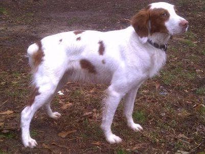 Brittany Puppies breeder image 1