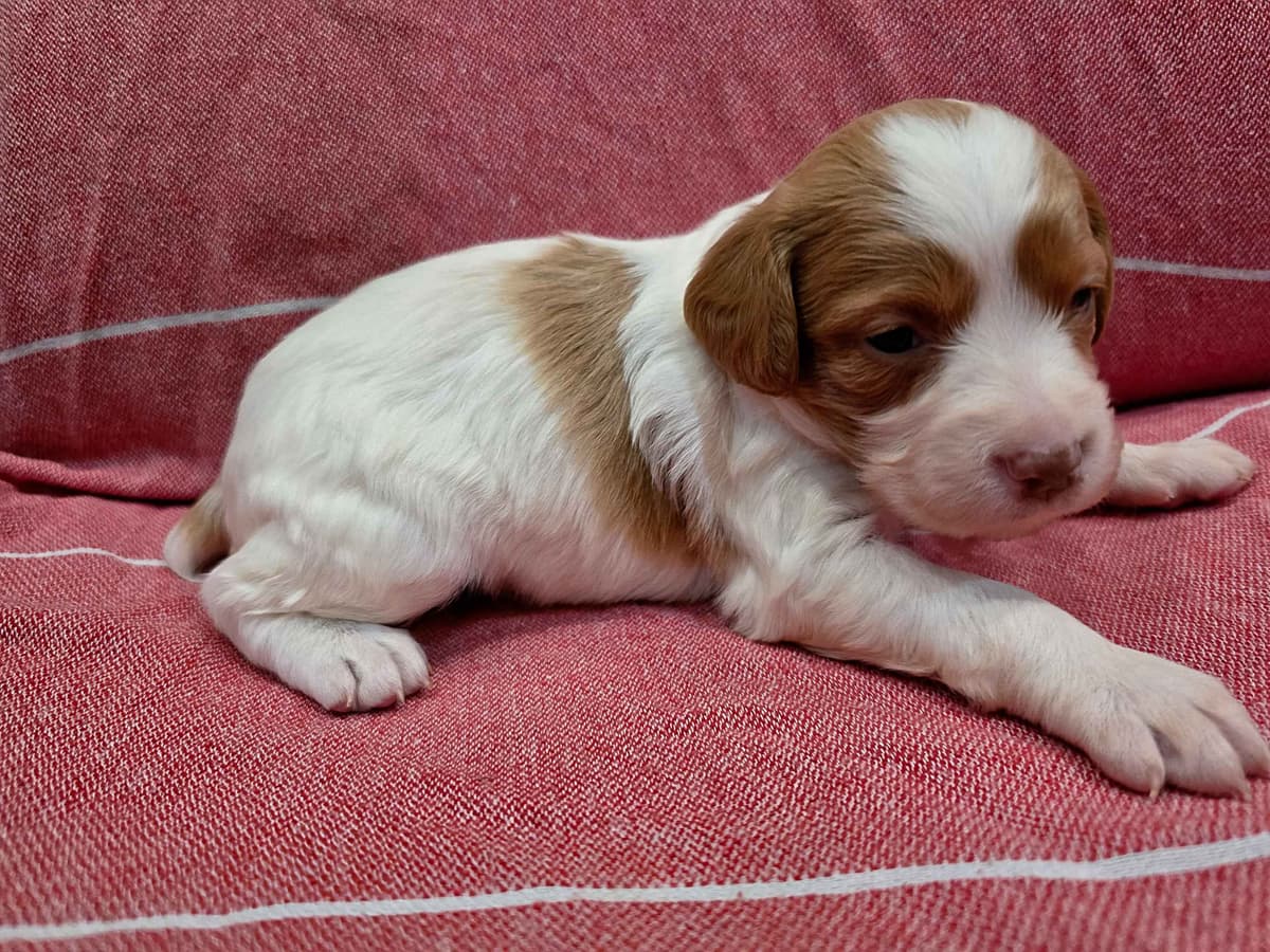 Brittany Puppies breeder image 6