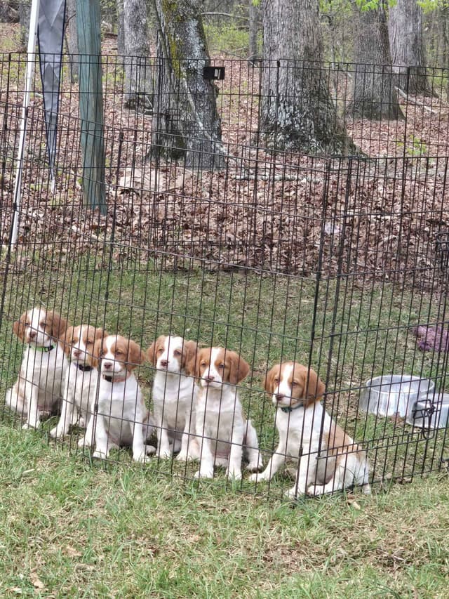 Brittany Puppies media 2
