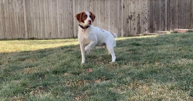 Brittany Puppies media 4