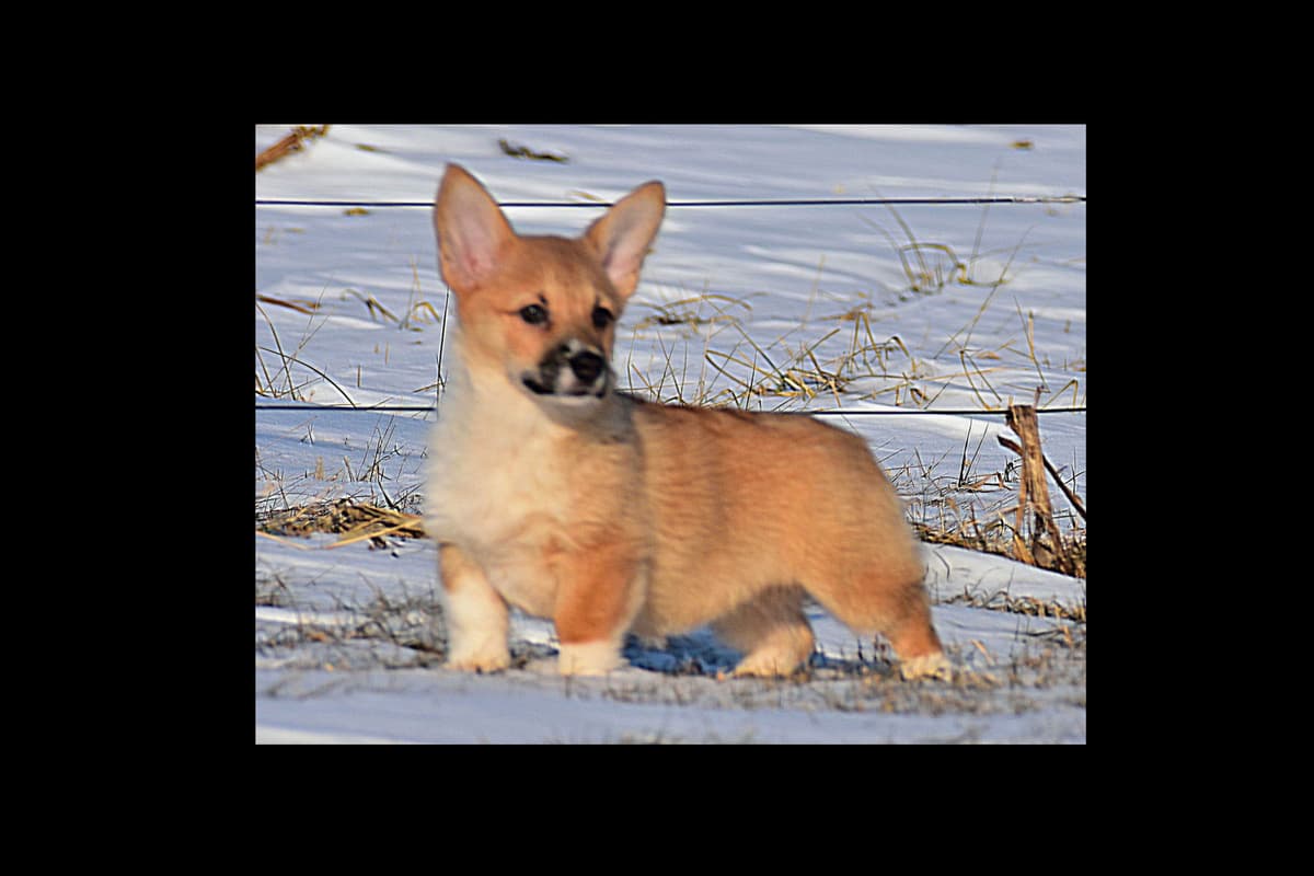 Pembroke Welsh Corgi Puppies breeder image 1