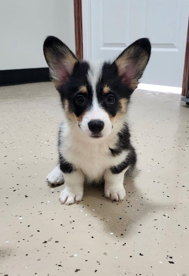 Pembroke Welsh Corgi Puppies media 2
