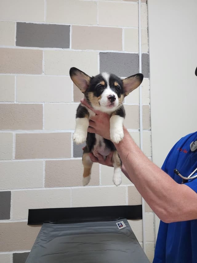 Pembroke Welsh Corgi Puppies media 4