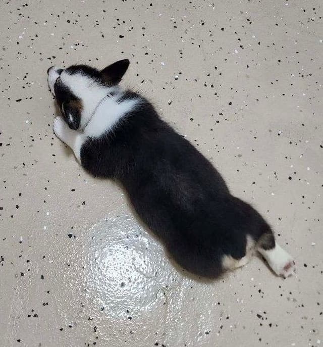 Pembroke Welsh Corgi Puppies media 3