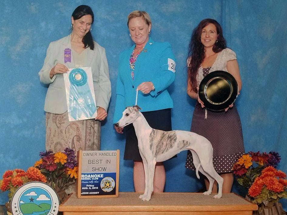 Whippet Puppies - 2 females breeder image 3