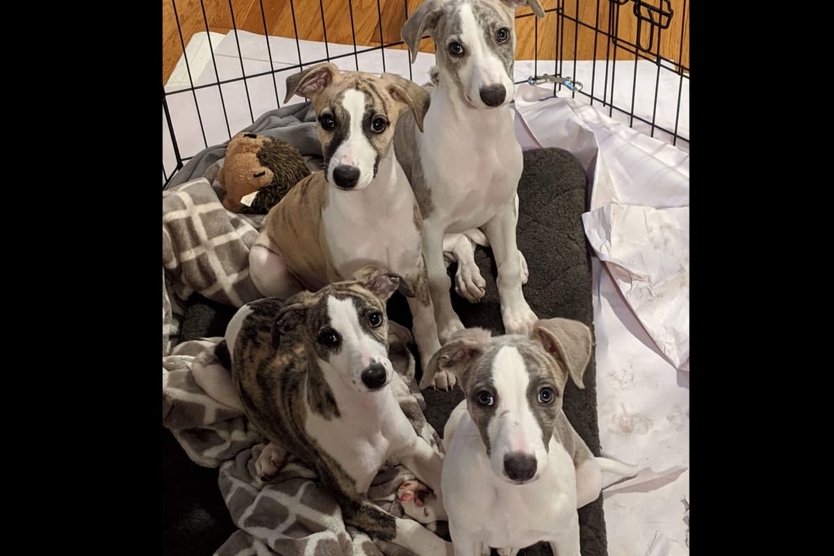 Whippet Puppies - 2 females breeder image 5