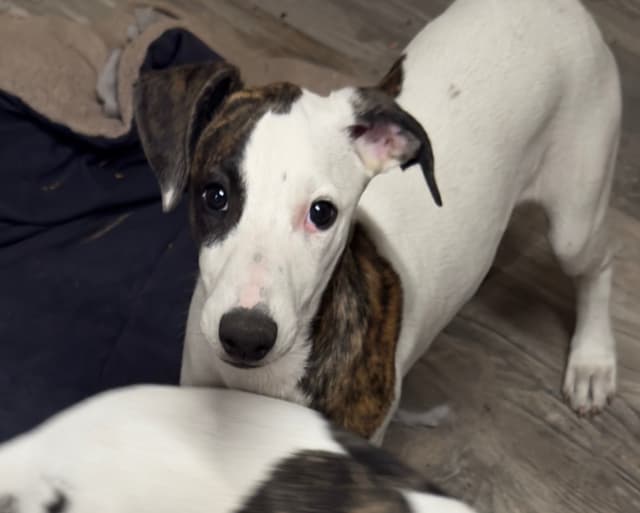 Whippet Puppies - 2 females media 2