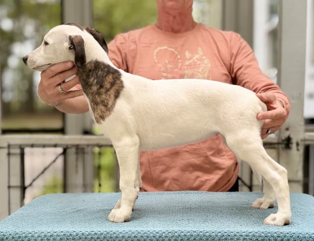 Whippet Puppies - 2 females media 3