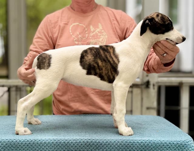 Whippet Puppies - 2 females media 7