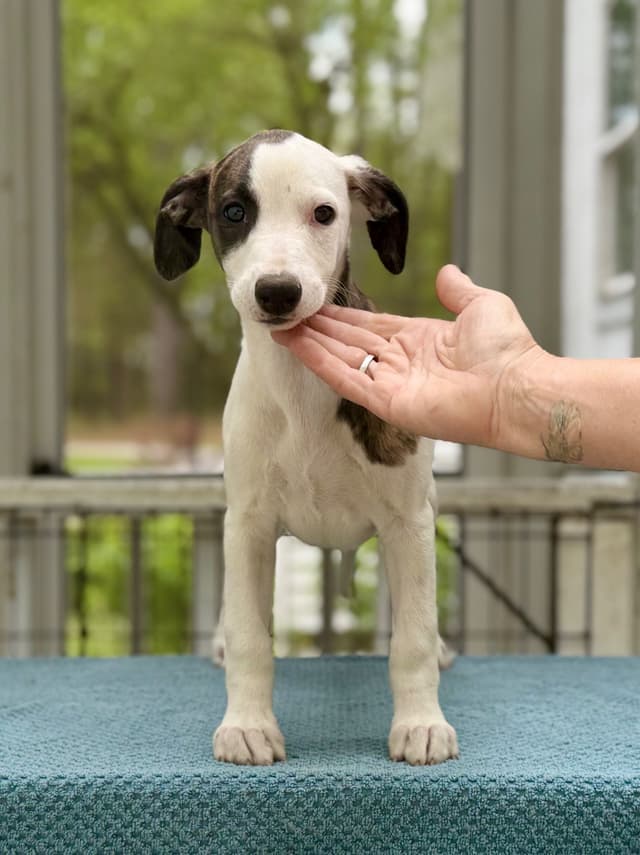 Whippet Puppies - 2 females media 4