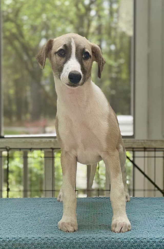 Whippet Puppies - 2 females media 6